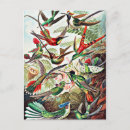 Search for vintage bird illustration postcards Birds