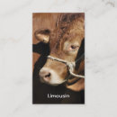 Search for bulls business cards Ranch