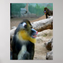 Search for mandril Primates