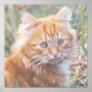 Search for funky animal art Pet