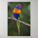 Search for lory art Rainbow lorikeet