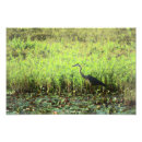 Search for water lily pond posters Landscape