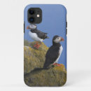 Search for arctica Blue
