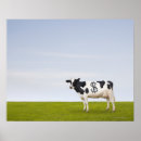 Search for dairy cow posters Rural scene