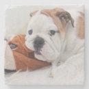 Search for bulldog coasters Pets