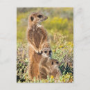 Search for suricates postcards Wild animals