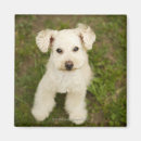 Search for white poodle magnets Vertical