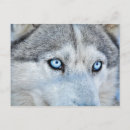 Search for blue eyes postcards Dog