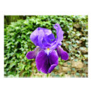 Search for bearded art Purple