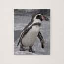 Search for penguin puzzles Coast