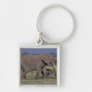 Search for migration square key rings Nature