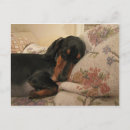 Search for dachshund puppy postcards Dogs