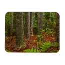 Search for new zealand magnets Fern