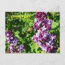 Search for honey bee postcards Garden