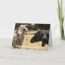 Search for old goat cards Goats