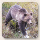 Search for omnivorous coasters Grizzly bear