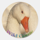 Search for goose lover stickers Geese