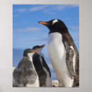 Search for penguin family posters Ocean