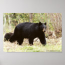 Search for big bear posters Black