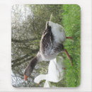 Search for grass the mousepads Close up