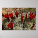 Search for cactus flower posters Cacti