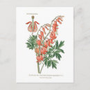 Search for dicentra Floral