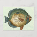 Search for sea fish postcards Swimming