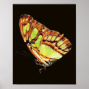 Search for malachite art Insect