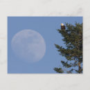 Search for bald eagles postcards Danita delimont
