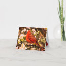 Search for cardinal thank you cards Nature