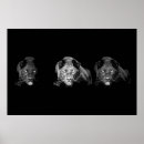 Search for black jaguars posters Big cats