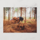 Search for fallen tree postcards Forest