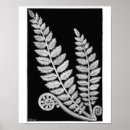 Search for black and white fern art Botanical