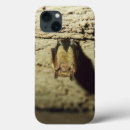 Search for chiroptera Mammal