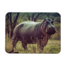 Search for hippos rectangular magnets Africa