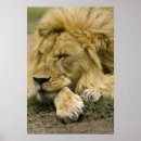 Search for african lion posters Animal