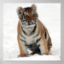 Search for tiger wall posters Bengal