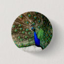 Search for peacock feathers badges Wildlife