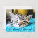 Search for ort Cute cat