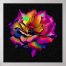 Search for rainbow rose posters Roses