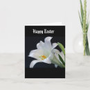 Search for easter lily Celebrate