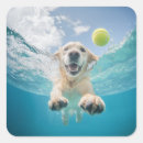 Search for swimming dog stickers Golden retriever