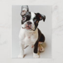 Search for fort photography Domestic animals