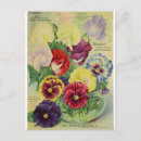 Search for vintage pansies postcards Pansy