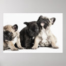 Search for three animals posters Babies