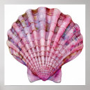 Search for vintage sea shells posters Watercolor
