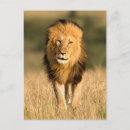 Search for male lions postcards Safari