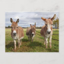 Search for wild donkeys postcards Animal