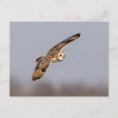 Search for ears postcards Wildlife