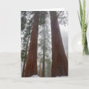 Search for judith cards Tree